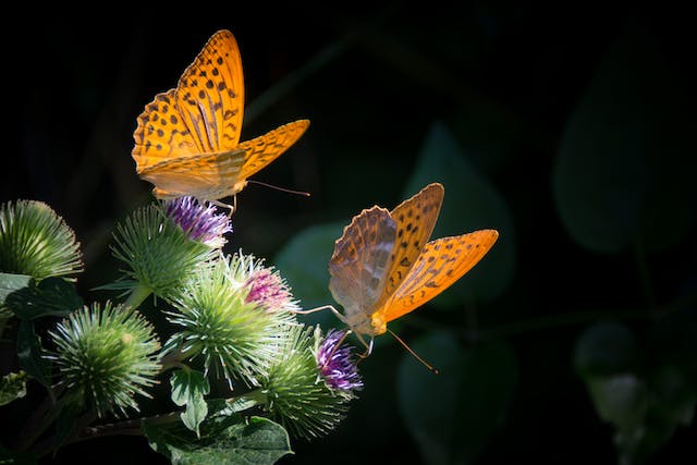 Vlinders in tuin